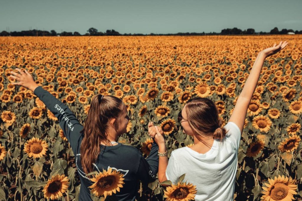 sunflower fields with babette's field of hope
