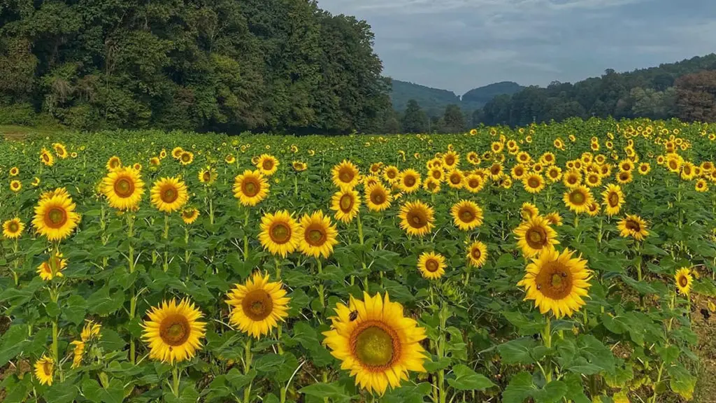 sunflower fields with faucett farms