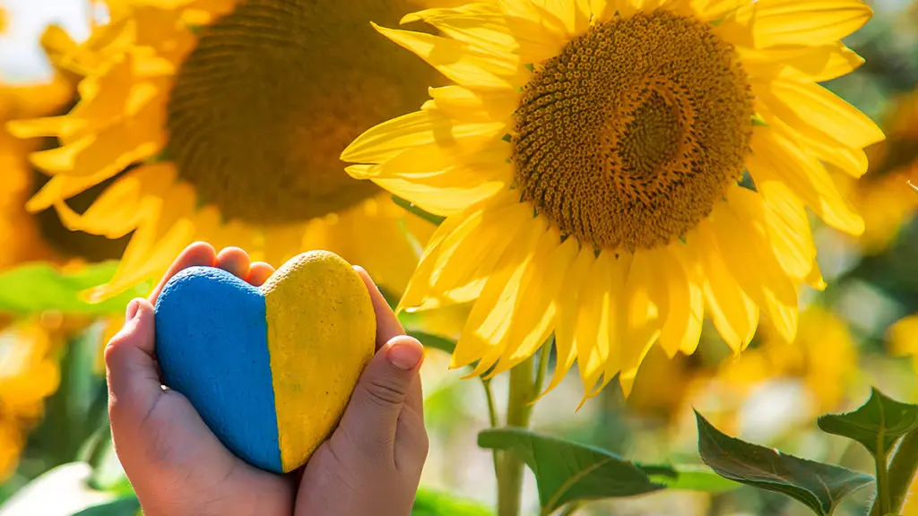 flowers of ukraine with a child in a field of sunflowers