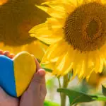 flowers of ukraine with a child in a field of sunflowers