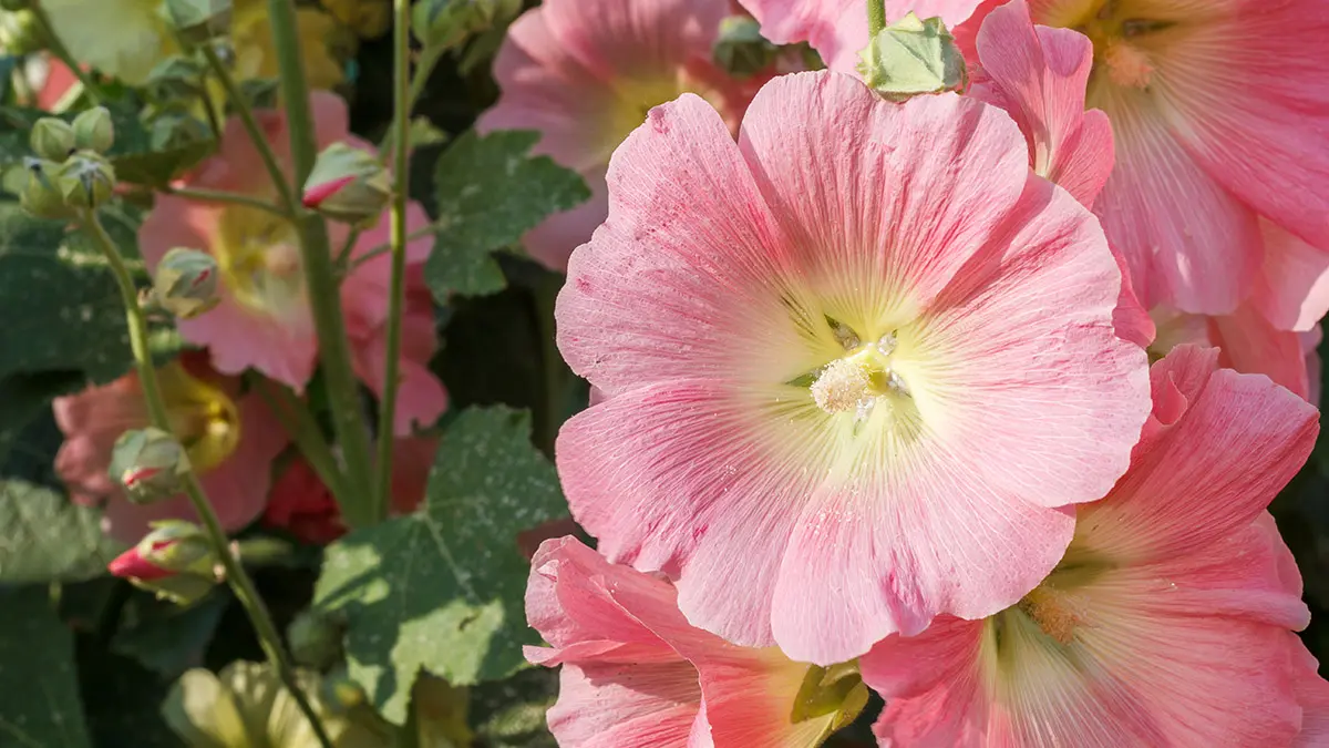 flowers of ukraine with mallow blossom