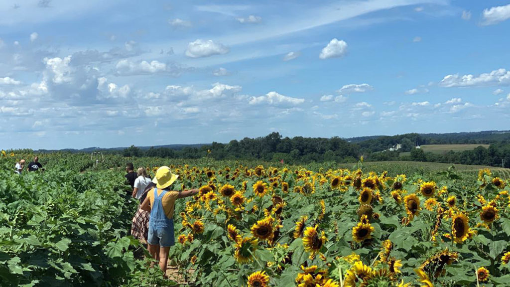 sunflower fields with maple lawn farms