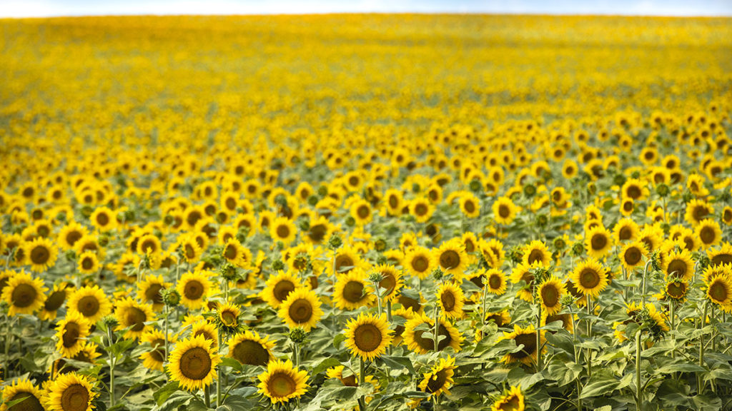 sunflower fields with north dakota sunflower fields