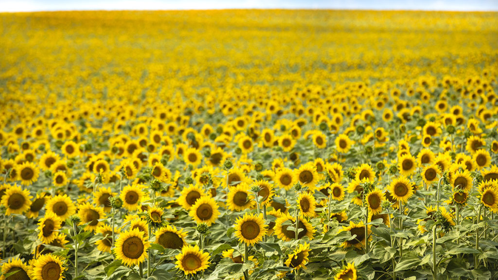 sunflower fields with north dakota sunflower fields