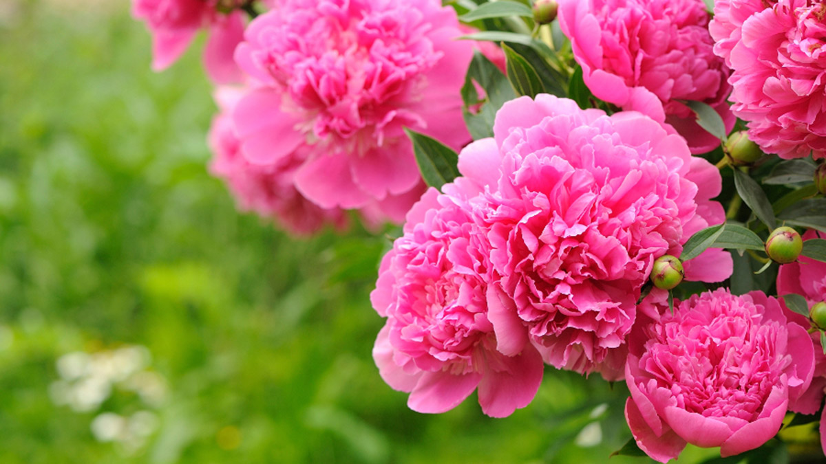 flowers of ukraine with pink peonies