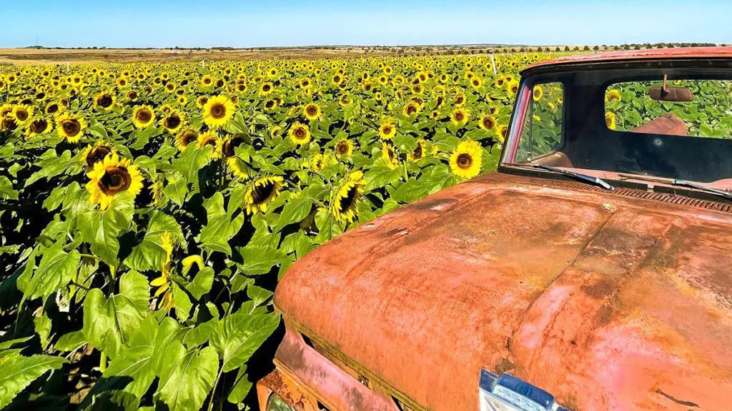 sunflower fields with southern hill farms