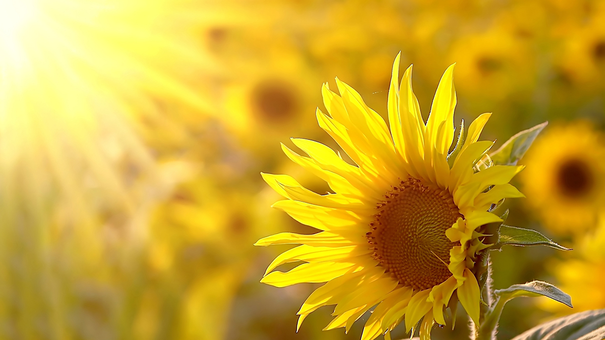 Cuidando los girasoles con girasoles creciendo al sol.