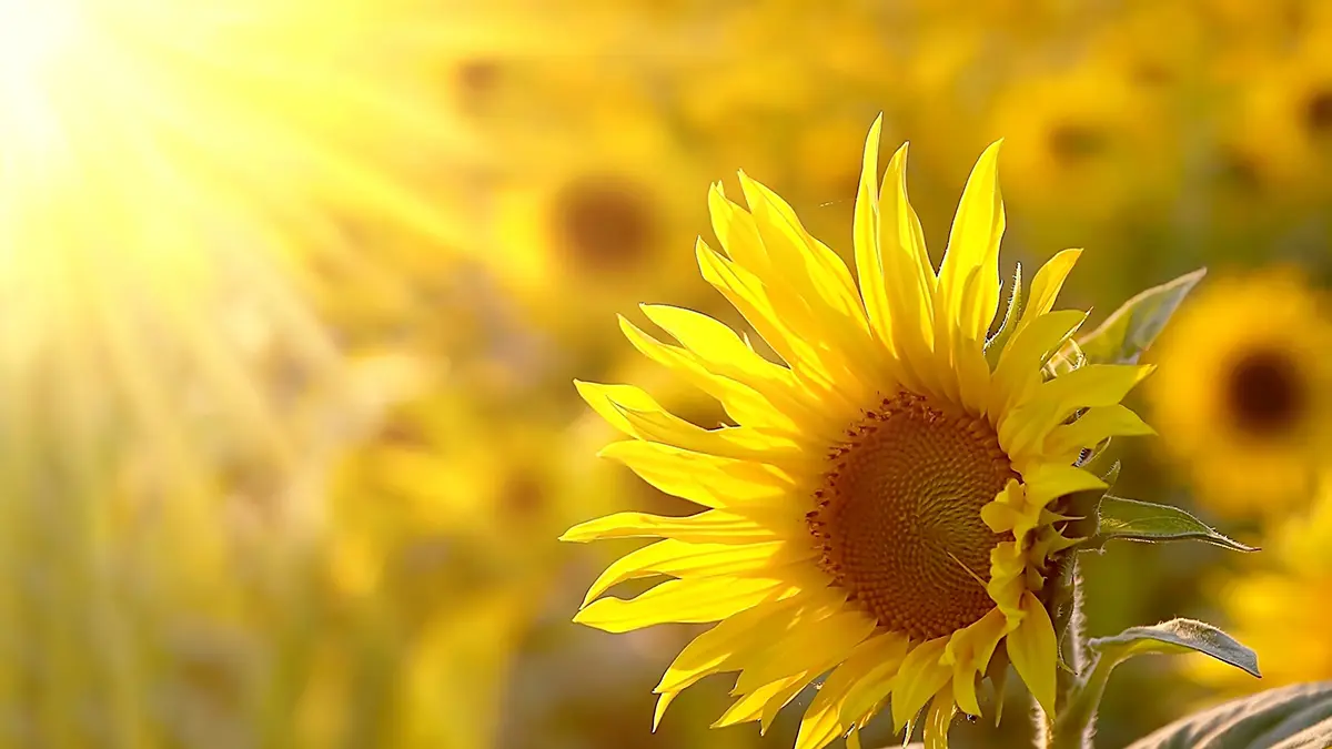 care for sunflowers with sunflowers growing in the sun