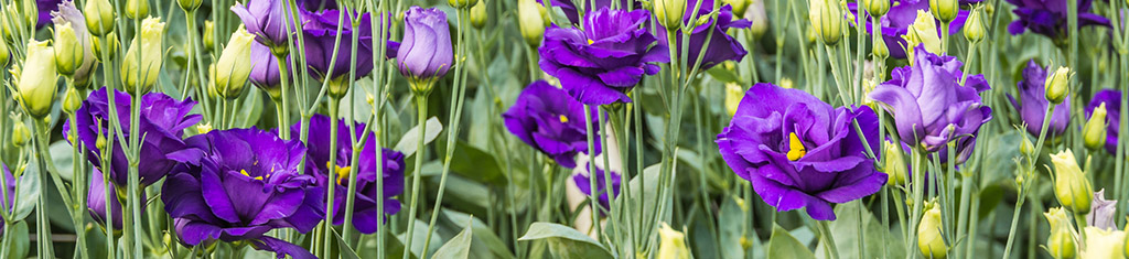 flower types with lisianthus