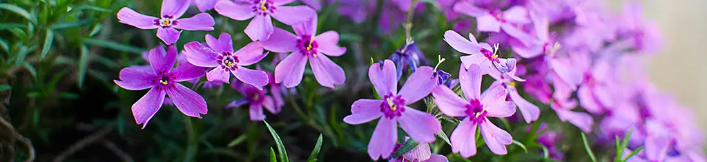 flower types with phlox