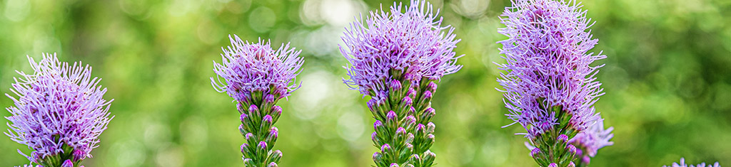 flower types with liatris