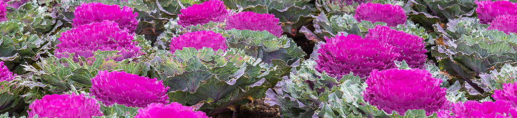 flower types with kale