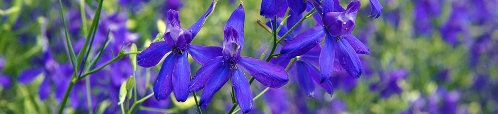 flower types with larkspur