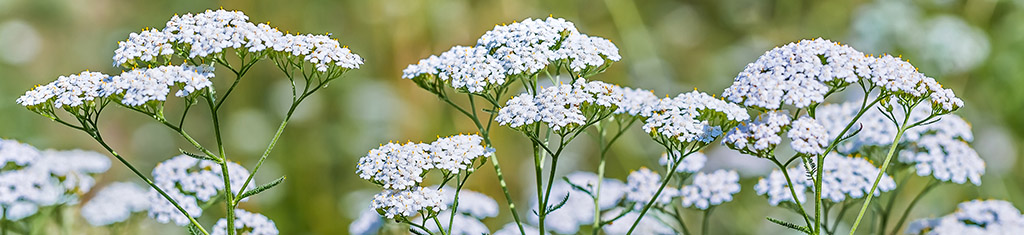 flower types with yarrow