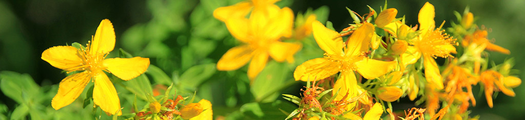 flower types with hypericum