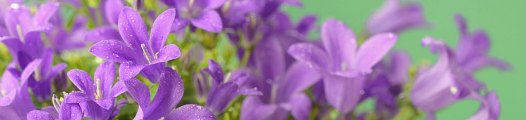 flower types with campanula