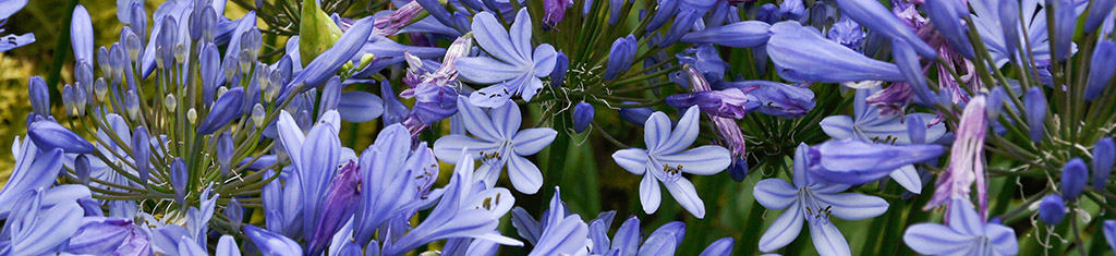 flower types with agapanthus