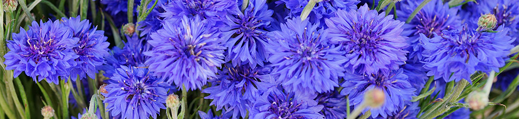 flower types with cornflower