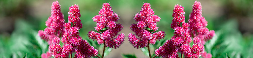 flower types with astilbe