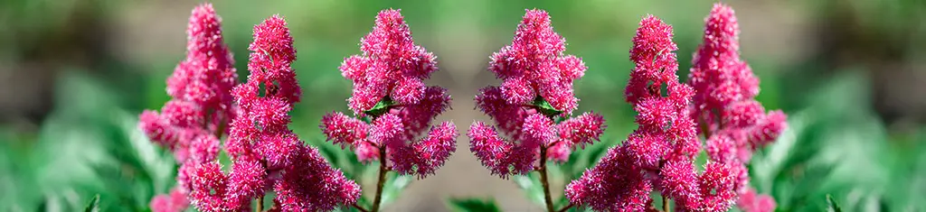 flower types with astilbe
