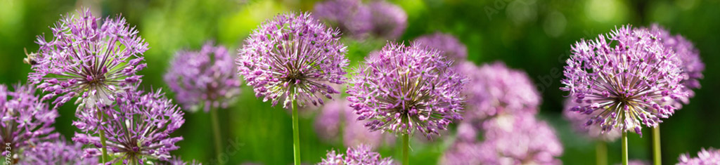 flower types with allium