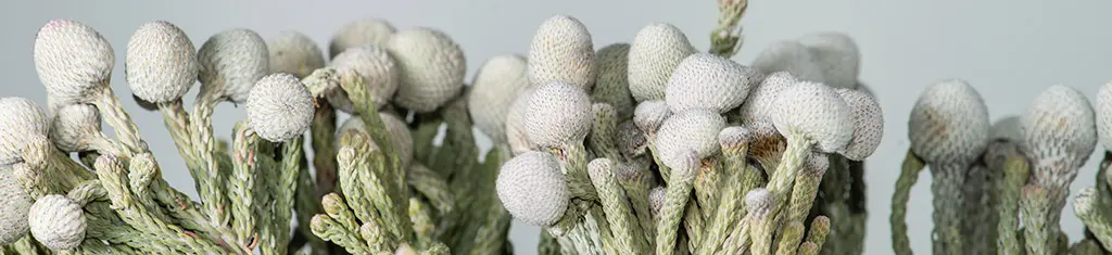 flower types with brunia