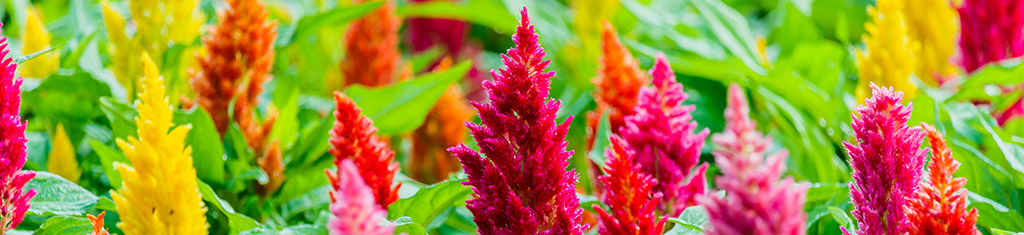 flower types with celosia