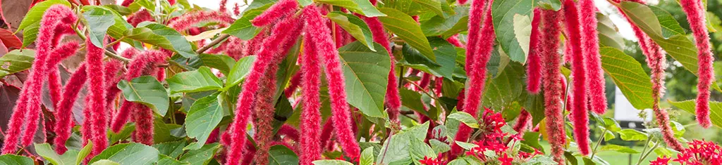 flower types with amaranthus