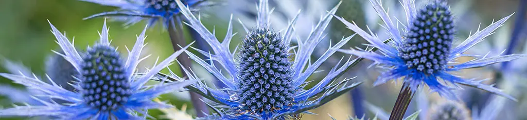 flower types with Eryngium