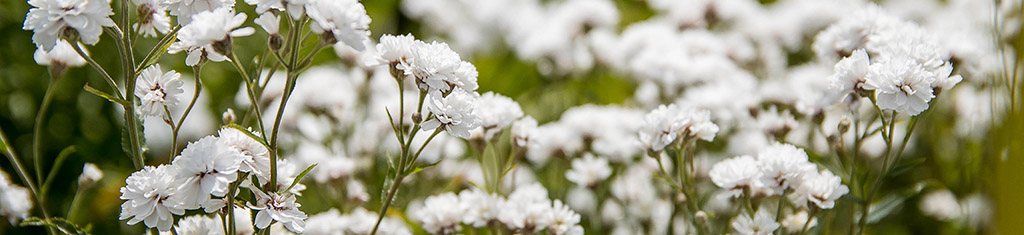 flower types with Gypsophila