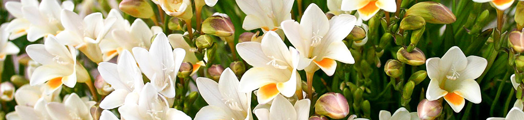 flower types with freesia