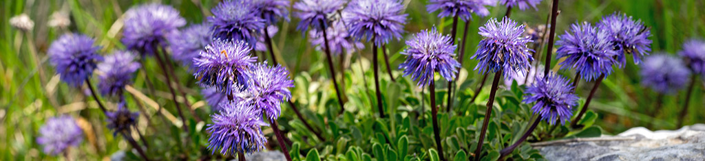 flower types with scabiosa