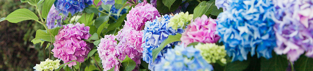 flower types with hydrangea