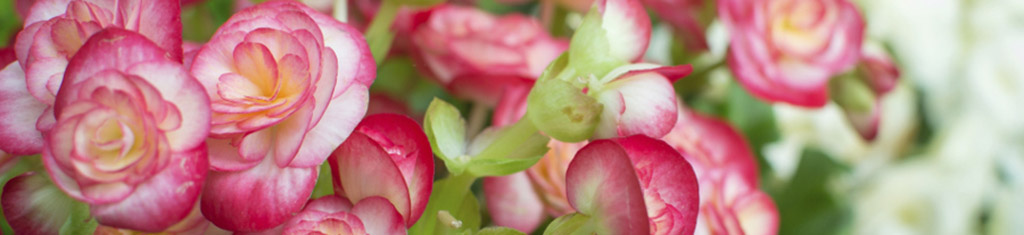 flower types with begonia