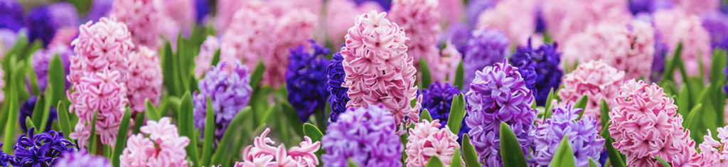 flower types with hyacinth