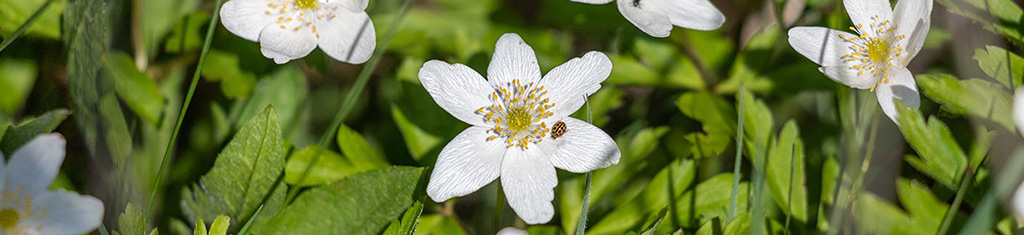 flower types with anemone