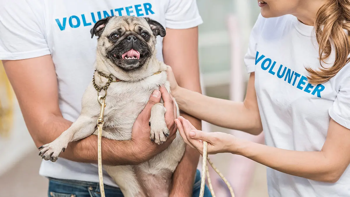 fall date ideas with volunteering at animal shelter