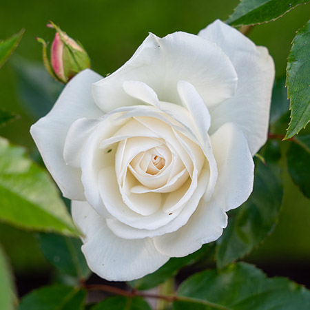 types of roses with alba roses