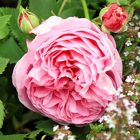 types of roses with bourbon roses