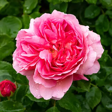 types of roses with cabbage roses