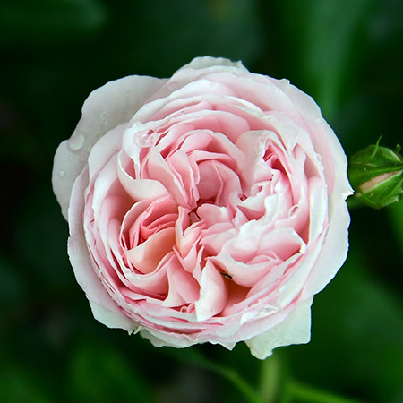types of roses with david austin roses