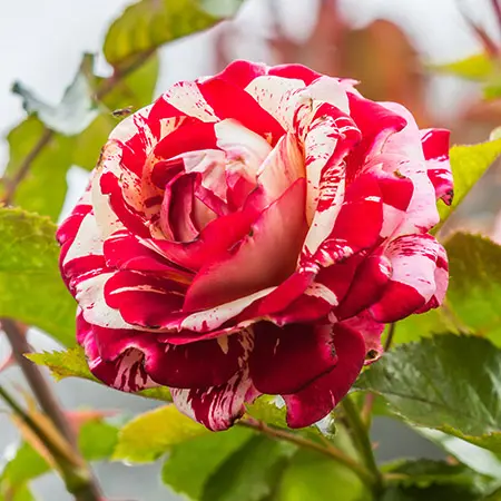 types of roses with floribunda roses