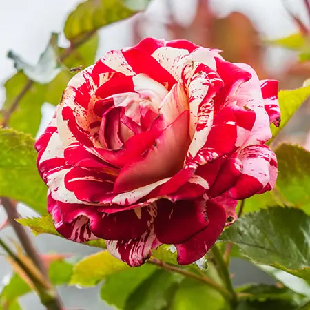 16 Types of Roses - Most Popular Rose Varieties