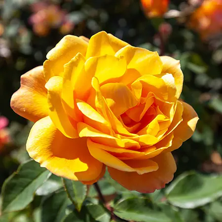 types of roses with grandiflora roses