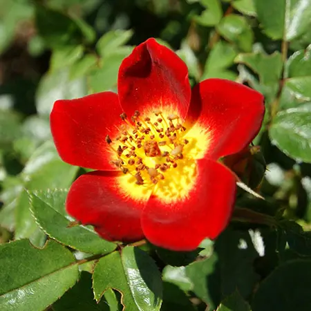 types of roses with groundcover roses