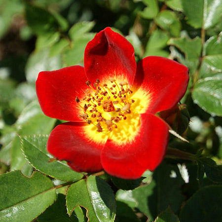 types of roses with groundcover roses