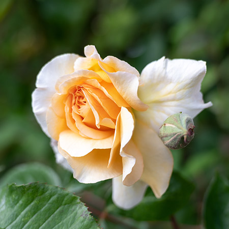 types of roses with hybrid musk roses