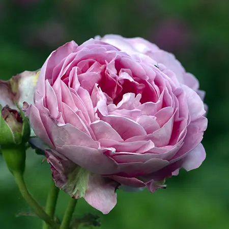 types of roses with hybrid perpetual roses