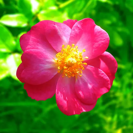types of roses with hybrid rugosa roses