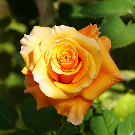 hybrid tea rose